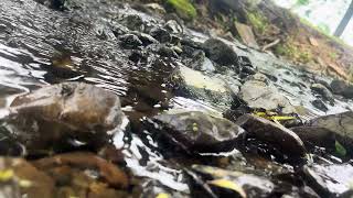 Peaceful Creek in the Woods | Water ASMR