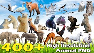 Animal PNG Files For Free | 400  High Resolutions PNG Files |