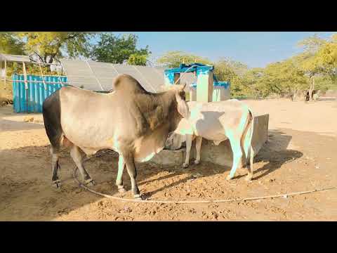 Desi Cow Mating Mating Cow 