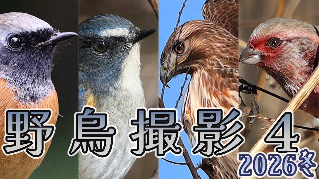 超ローカルお散歩　野鳥撮影４　２０２６冬