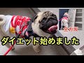 パグ　ダイエット始めました　【パグ侍ももたろ】