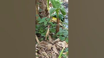 @câu rắn mối" thả con rắn mối có trứng để cho nó xinh sản#