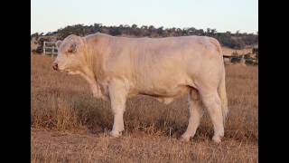 LOT 118 ANC V577