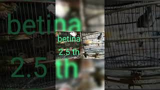 Download Lagu suara perkutut bangkok betina ring jibril mojokerto MP3