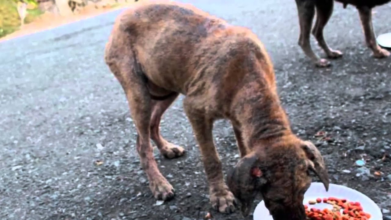 A child in the Philippines, feeding stray dogs every day - YouTube