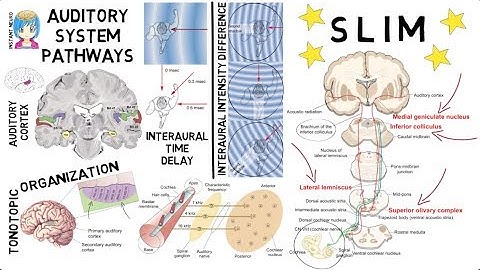 INSTANT NEURO -  Auditory Pathway