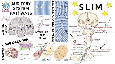 INSTANT NEURO -  Auditory Pathway