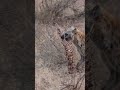Hyena’s breakfast: A spine to go!