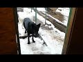 Чистон 2 работа