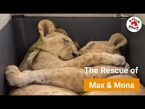 The rescue of