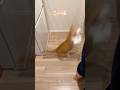 自分のための物と勘違いする猫。