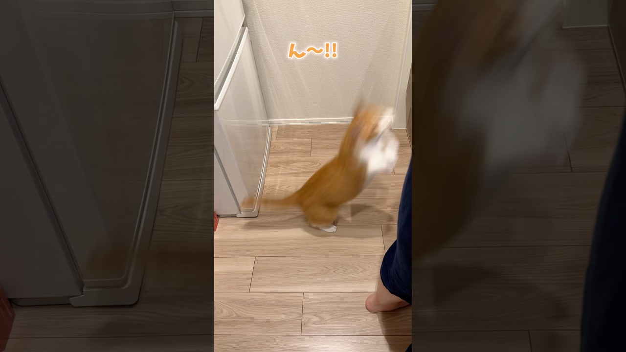 自分のための物と勘違いする猫。