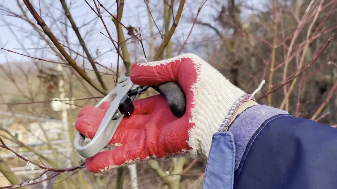 나무 가지치기 시즌3 #12월 단풍나무 가지치기의 모든 것