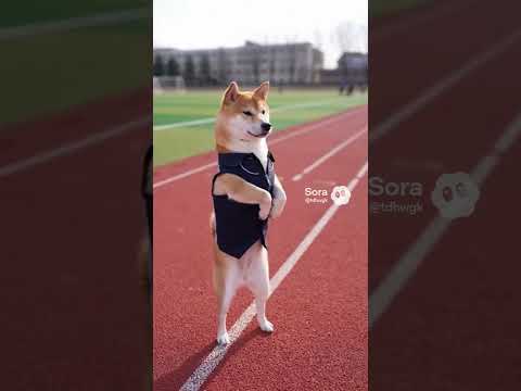 조끼 입은 강아지… 이거 사람 아니야? 😂｜운동장 현타 밈