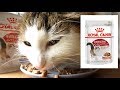 猫が餌を食べる動画：ロイヤルカナン インスティンクティブ ゼリー （猫専用ウェットフード　成猫用）