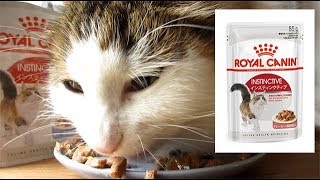猫が餌を食べる動画：ロイヤルカナン インスティンクティブ ゼリー （猫専用ウェットフード　成猫用）