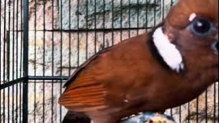 Cililin Gacor Ak47 #BurungCililin #MasteranBurung #CililinGacor 11 November 2025