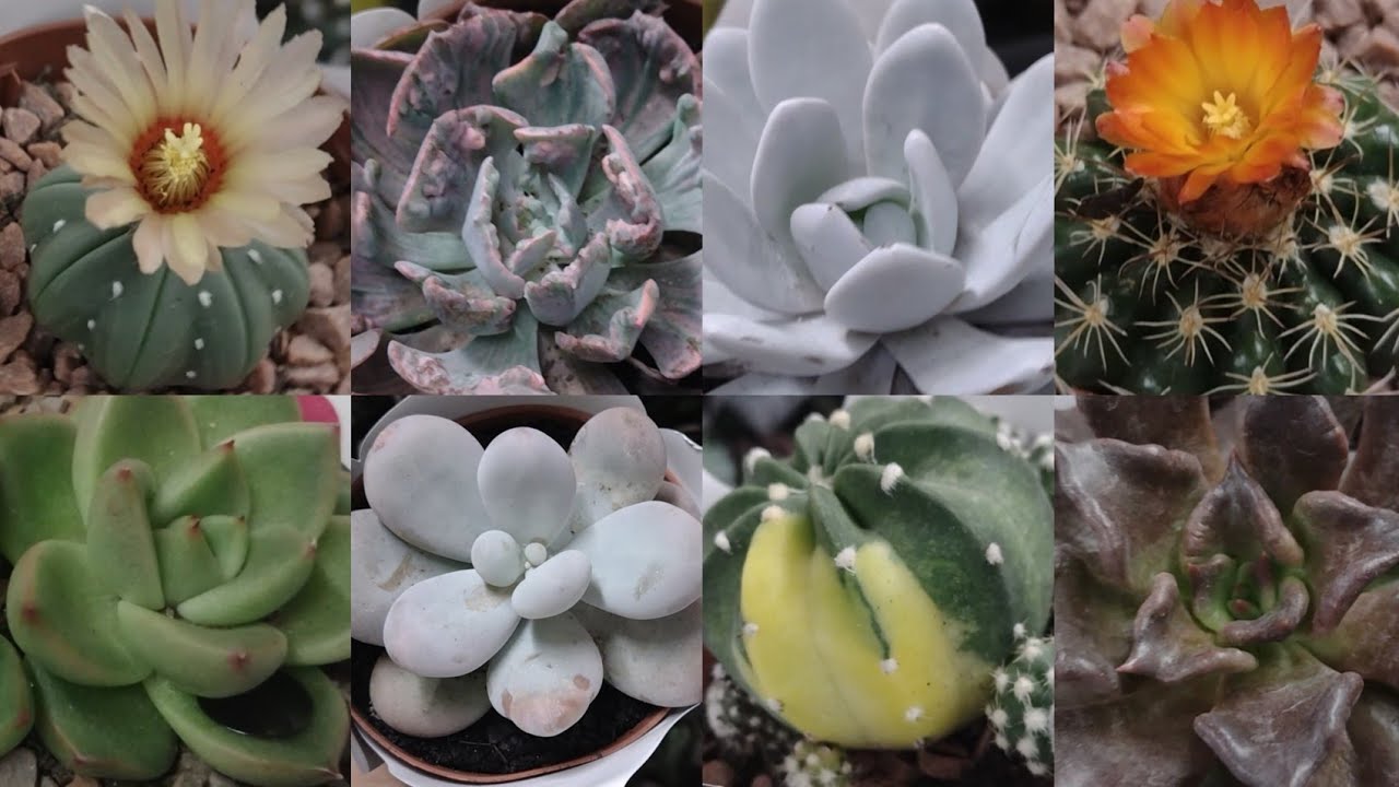 Cactos e suculentas especiais e mais promoção de #plantas!#viral #viralyoutubevideo #flores #casa 