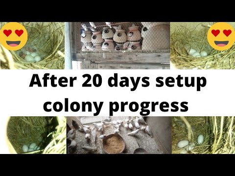 After 20 days setup colony progress | White finches colony progress | Finch colony progress and tips