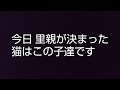 幸せを掴んで 新たな出発をした猫達はこの子達です