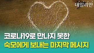 양떼로 만든 거대한 '하트'   하늘로 떠난 숙모에 전한 선물