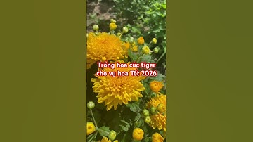 Trồng hoa cúc tiger cho vụ hoa Tết 2026