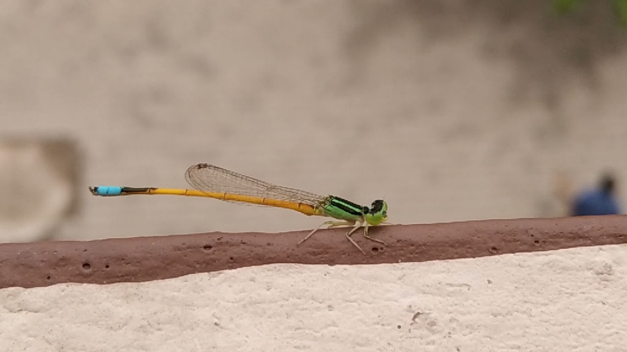 Western Golden Dartlet - Male Damselfly