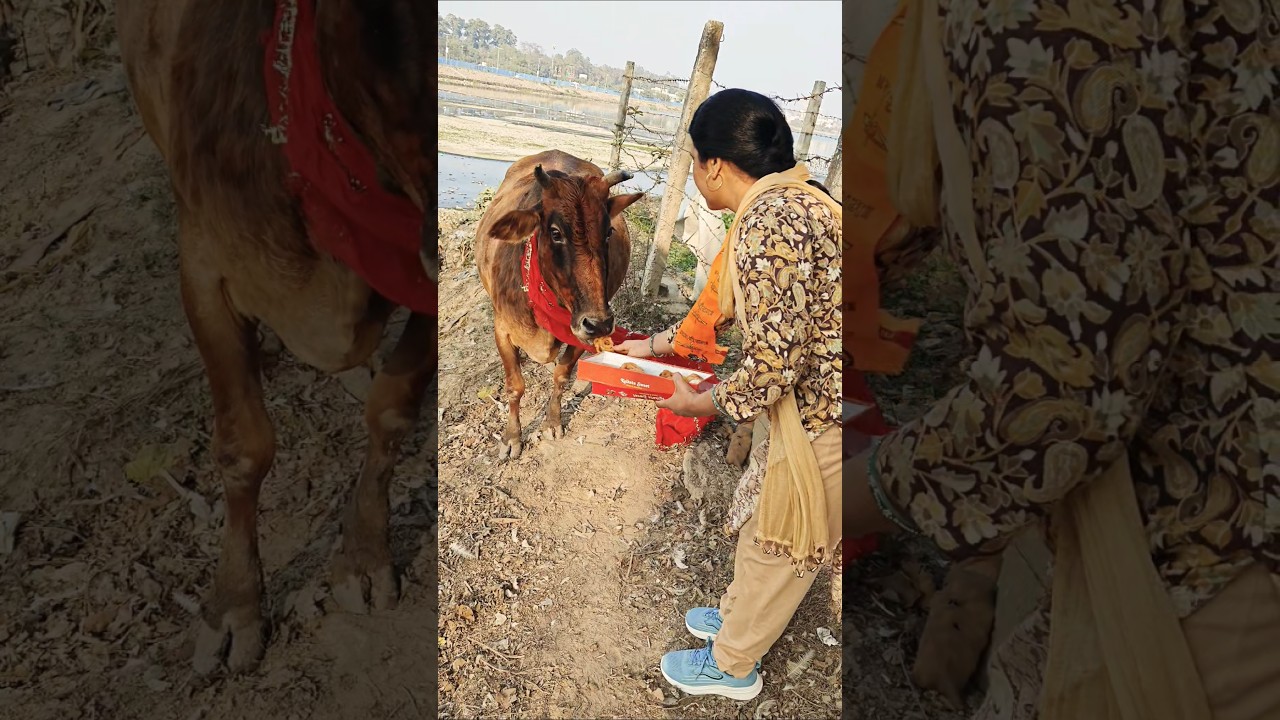जय हो मेरी प्यारी मां आपको सादर नमन 🐂🥰🙏🚩 