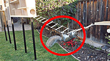 Backyard Squirrel Maze 1.0- Ninja Warrior Course