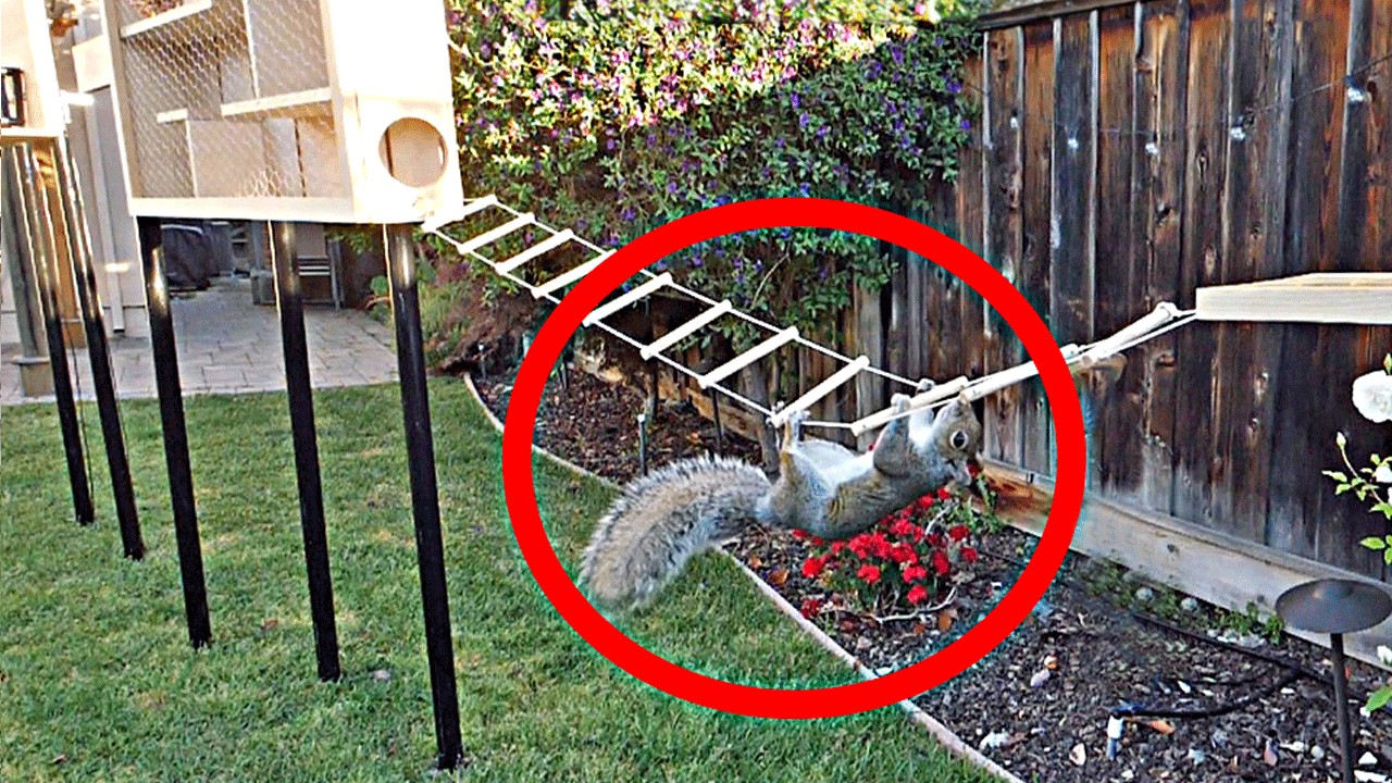 ⁣Backyard Squirrel Maze 1.0- Ninja Warrior Course