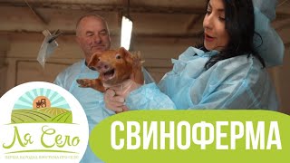 Свиноферма: Ля Село у Грушвиці