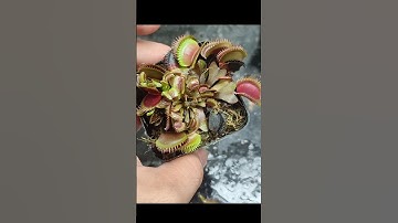 Hướng dẫn tóm tắt cách tách cây bẫy kẹp Venus flytrap ra khỏi cây mẹ #cayanthit #carnivorousplants