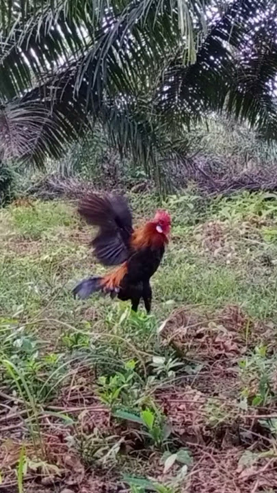 Plonga..Plongo.. Pikat Tidak Diberi Kesempatan Kokok