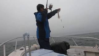 Jigging squids in Cape Cod 2019