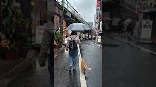 Exploring Japan with cutest cat with AI imagination #tokyo #japan #cat  #travel #ai #aivideo