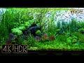 [Wide] Breath of Summer | Aquascape • Fixed 3hours 4K HDR 60fps Real Aquarium • Water sound