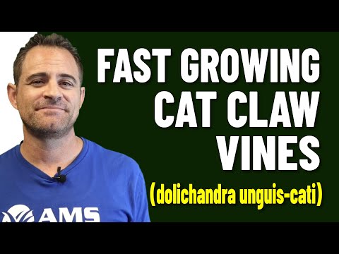 Βίντεο: Pruning Cat's Claw Vines - Trimming A Cat's Claw Vine in The Landscape
