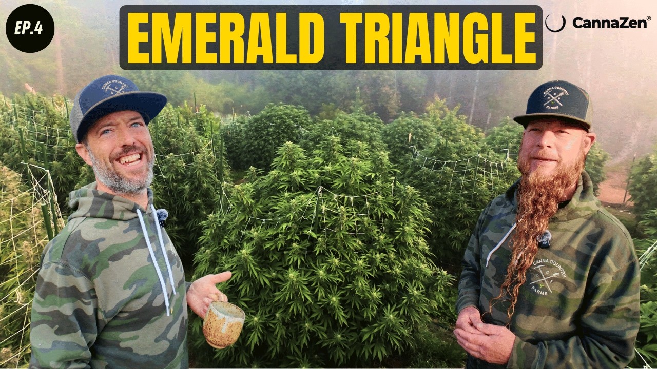 XXL Outdoor Monster Pflanzen in Kalifornien - Emerald Triangle