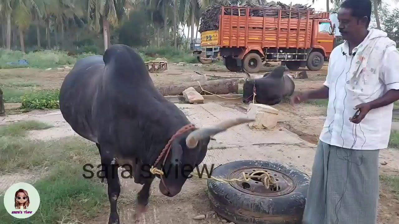 #PRஐயாவின்காளைகள்/PR பண்ணை #ஜல்லிக்கட்டு/ Jallikattu2021