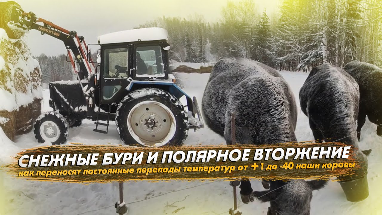 От снежных бурь до морозов под -40. Как живут наши коровы ангус в суровый декабрь