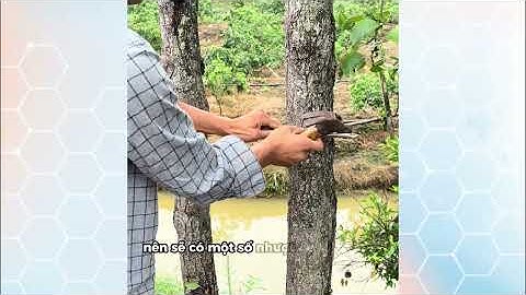 Cảo Búa Định Hình Ván Khuôn: Dụng Cụ KHÔNG THỂ THIẾU Cho Thợ Xây Dựng Chuyên Nghiệp