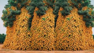 See How Australian Farmers Produce Millions Of Tons Of Mangoes - Mango Agriculture
