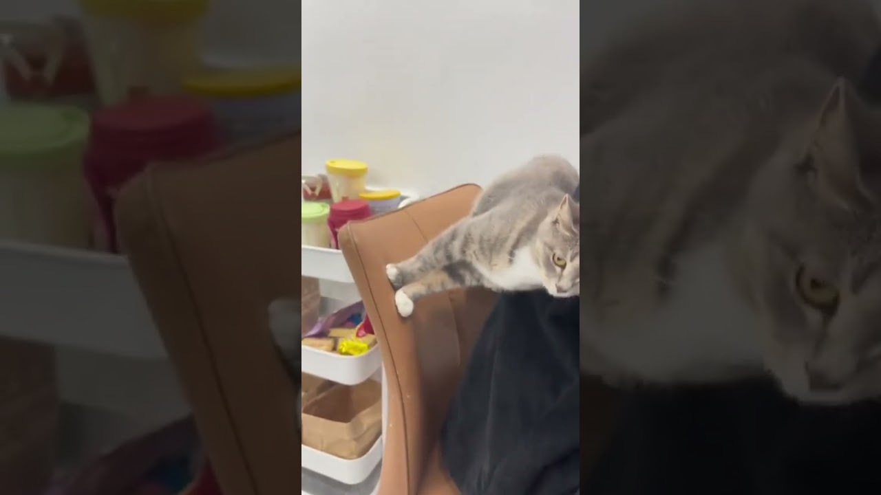 4718: Chinese cat refuses to share its favorite chair with human