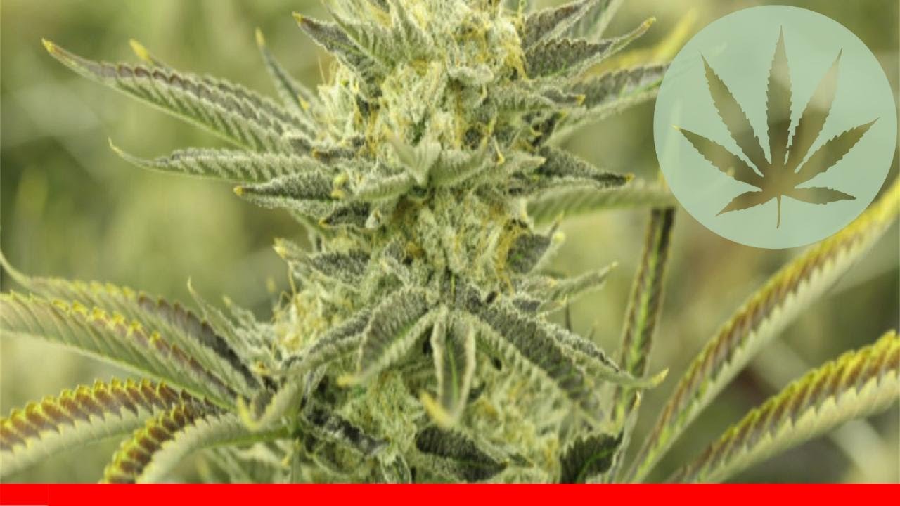 Electric Lemon G - All About This Strain