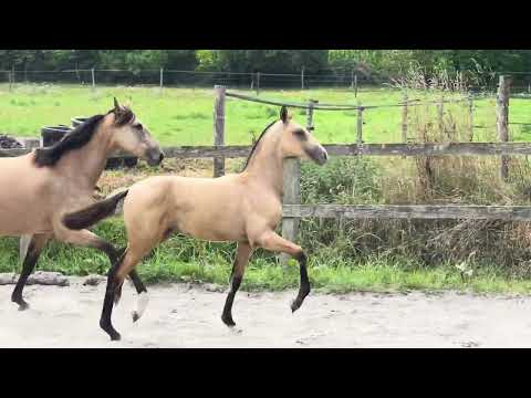 Tall Queen de St Jean - Video 1