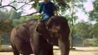 elephant dean