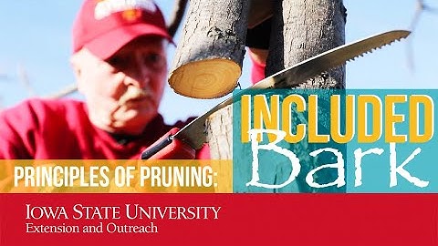 Principles of Pruning - Included Bark