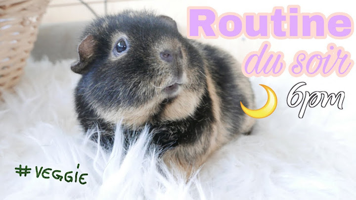[Routine] du soir avec mes cochons d’Inde