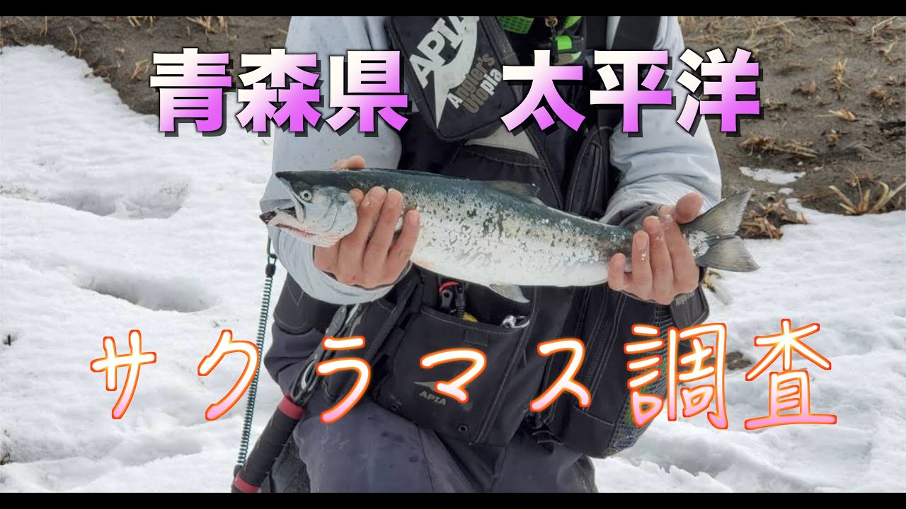 青森県太平洋 サクラマス調査のはずが 外道釣り大会 Youtube