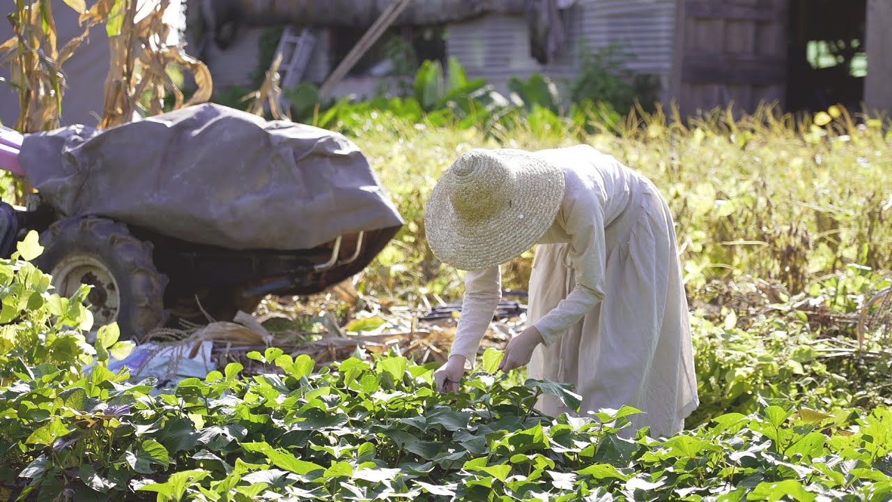 가을 냄새가 물씬 풍기는 풍요로운 농촌의 가을 일상 🌾 Autumn in South Korea